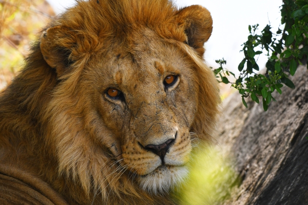 Hotel Ngorongoro Wild Camps